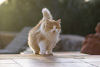 Cat in Spain