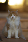 Cat in Spain