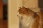 Cat in Spain