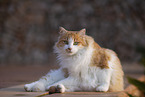 Cat in Spain
