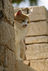 Cat in Spain