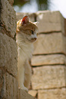 Cat in Spain