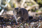 cat