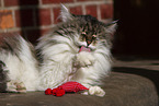 cat