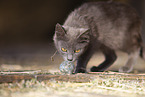 cat
