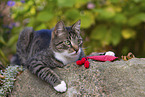 cat