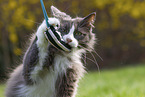 cat