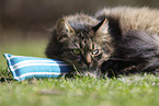 cat