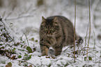 cat