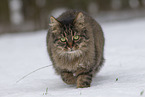 cat