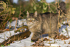 cat