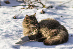 cat
