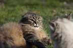 cat