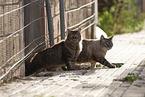 cat