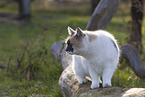 cat