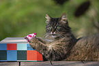 cat