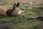 cat