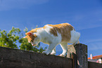 cat