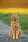 cat in summer
