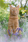 cat in spring