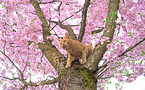 cat in spring