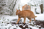 cat in winter