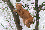 cat in winter
