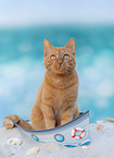 cat in studio
