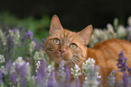 cat in summer