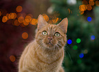 cat portrait