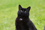 cat in summer