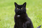 cat in summer
