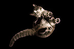 Cat from below