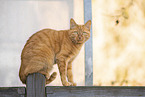 red cat