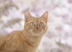 red cat