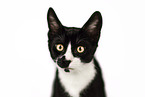 black-white cat