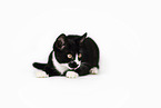 black-white cat