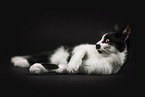 black-white cat