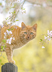 red cat
