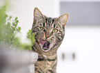 tabby cat
