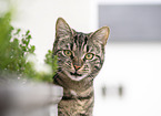 tabby cat