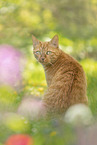 red cat