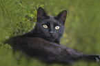 black cat