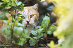 domestic cat