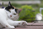 domestic cat