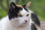 domestic cat