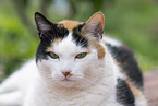domestic cat