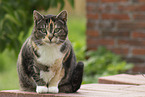 domestic cat