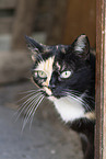 domestic cat