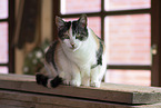 domestic cat